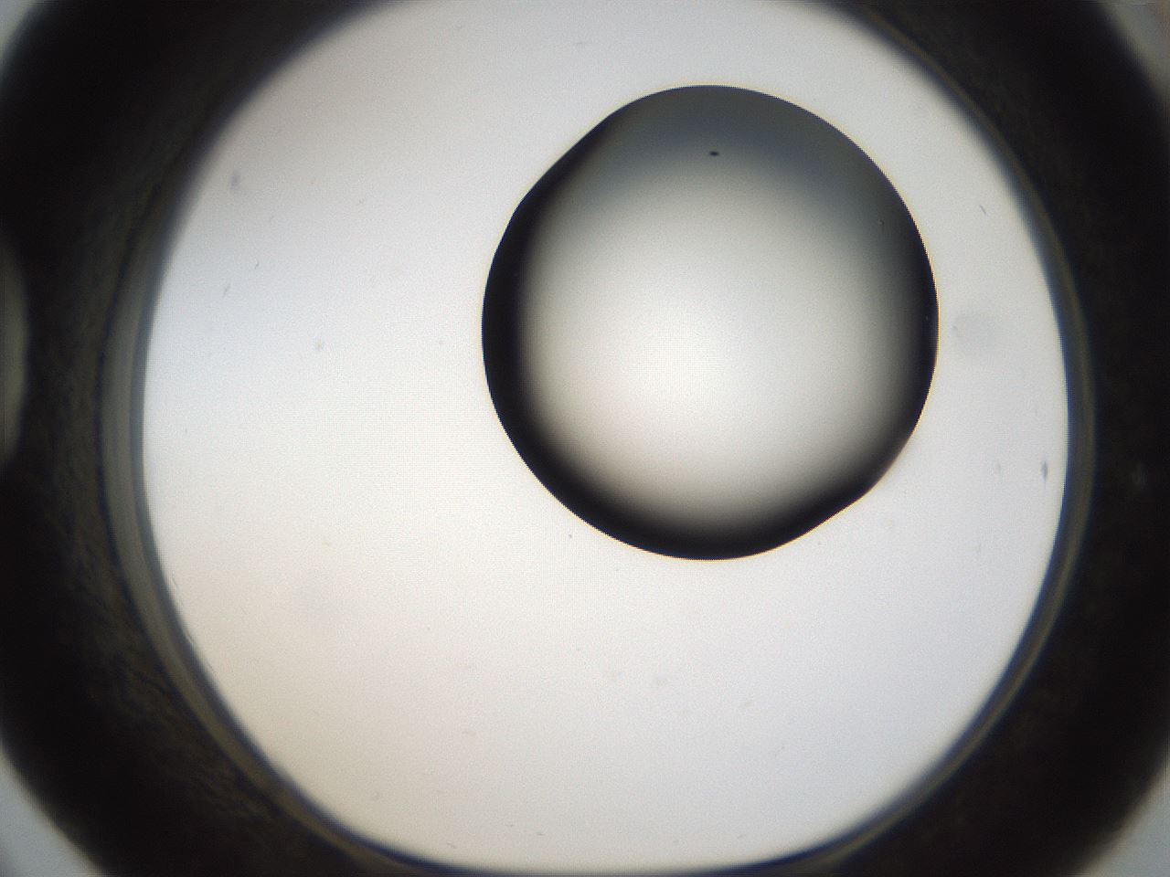 folderID159_plateID1159_batchID3197_wellNum42_profileID1_d1_r61937_ef.jpg