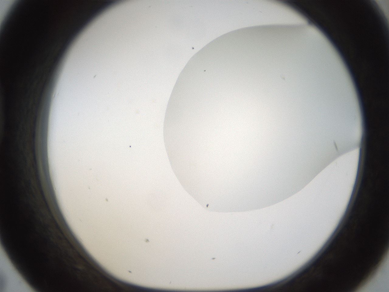 folderID159_plateID1159_batchID3197_wellNum43_profileID1_d1_r61939_ef.jpg