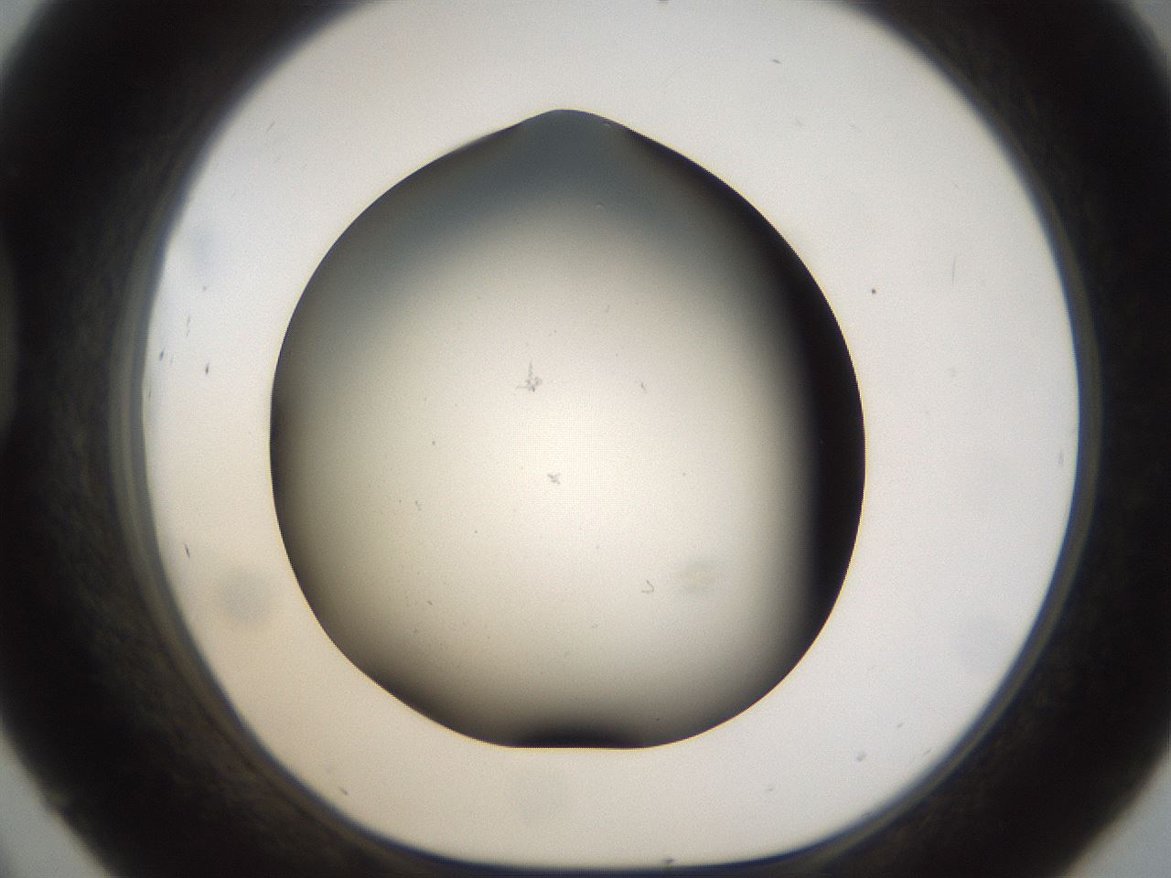 folderID159_plateID1159_batchID3197_wellNum45_profileID1_d1_r61943_ef.jpg