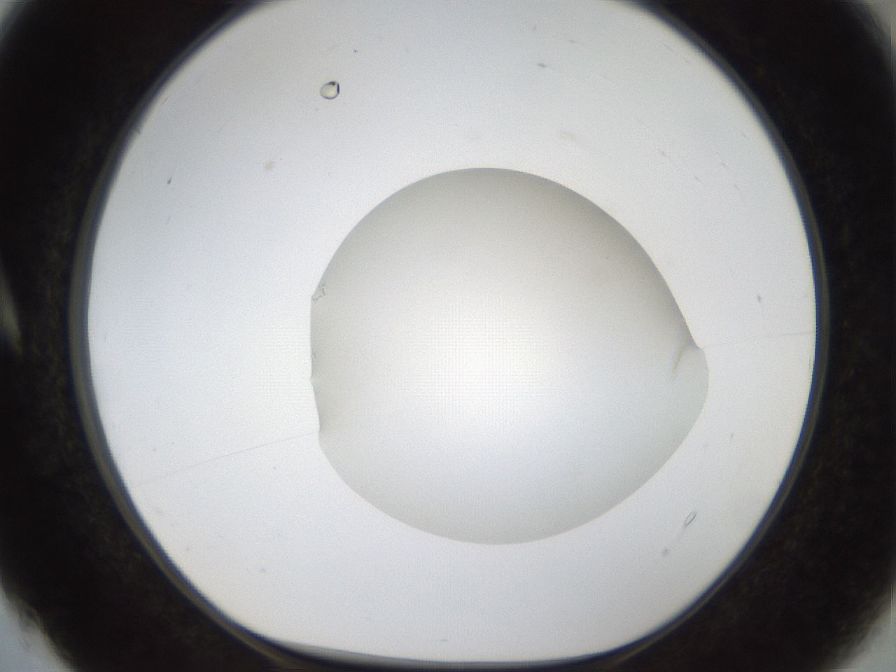 folderID159_plateID1159_batchID3197_wellNum4_profileID1_d1_r61861_ef.jpg