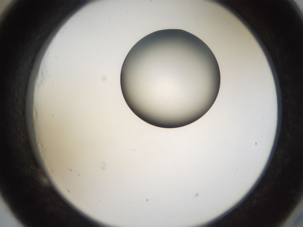 folderID159_plateID1159_batchID3197_wellNum53_profileID1_d2_r61960_ef.jpg