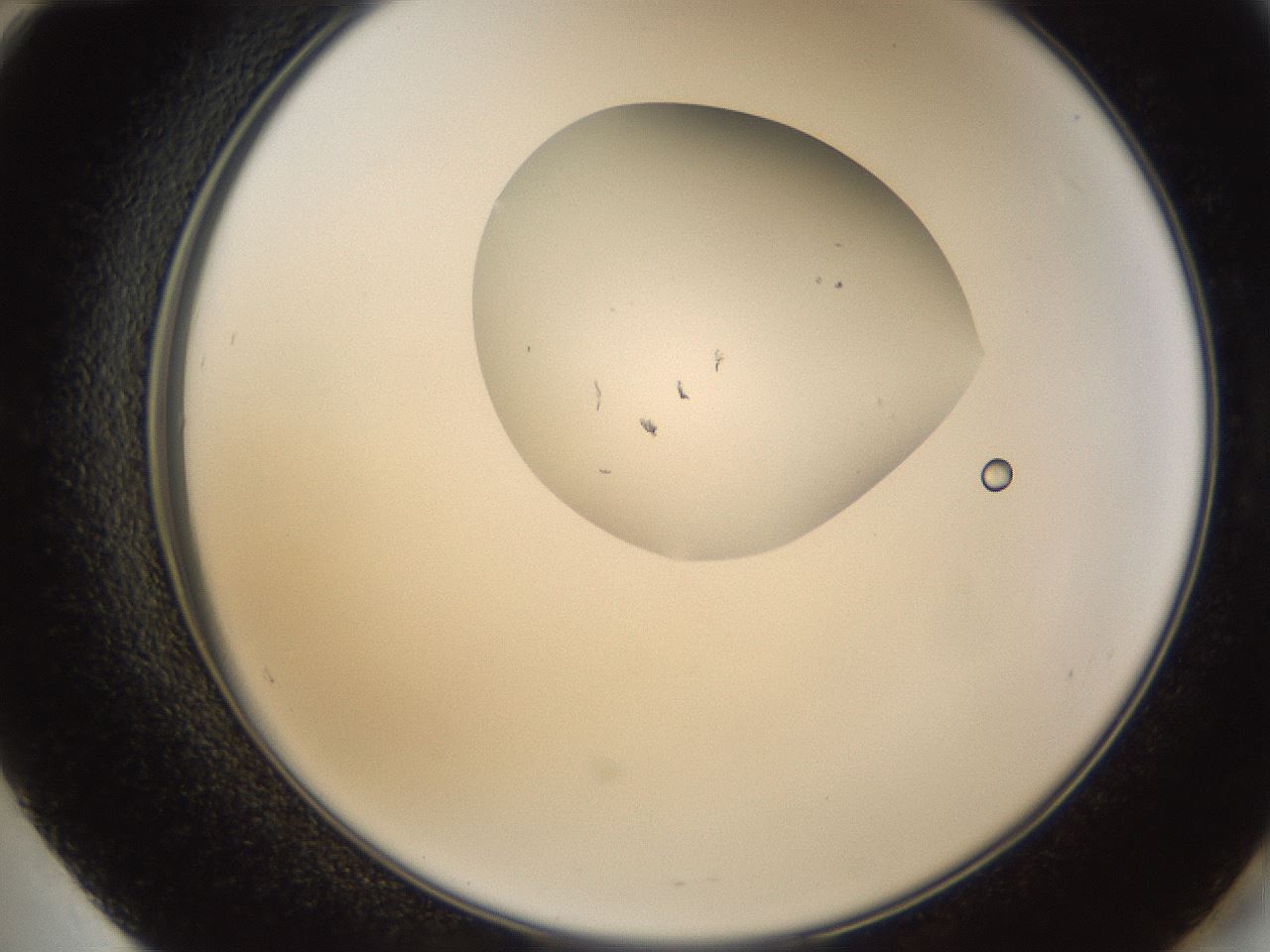 folderID159_plateID1159_batchID3197_wellNum60_profileID1_d2_r61974_ef.jpg