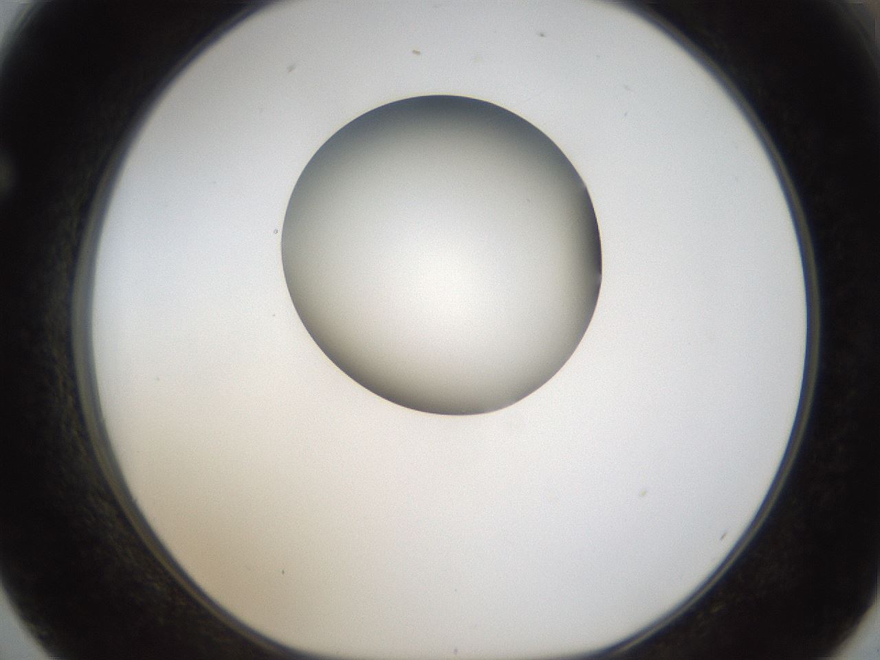 folderID159_plateID1159_batchID3197_wellNum62_profileID1_d1_r61977_ef.jpg