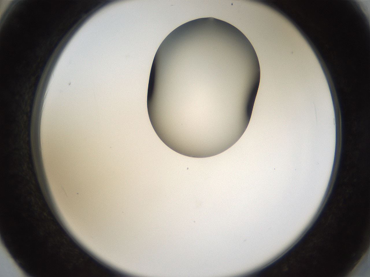 folderID159_plateID1159_batchID3197_wellNum62_profileID1_d2_r61978_ef.jpg