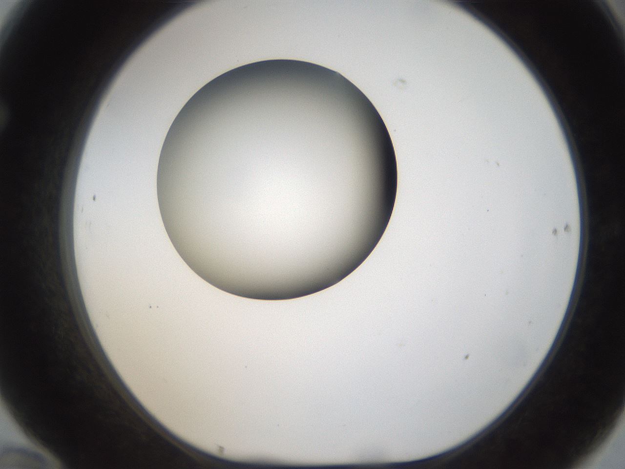 folderID159_plateID1159_batchID3197_wellNum70_profileID1_d1_r61993_ef.jpg