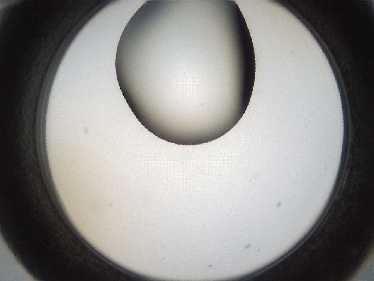 folderID159_plateID1159_batchID3197_wellNum70_profileID1_d2_r61994_ef.jpg
