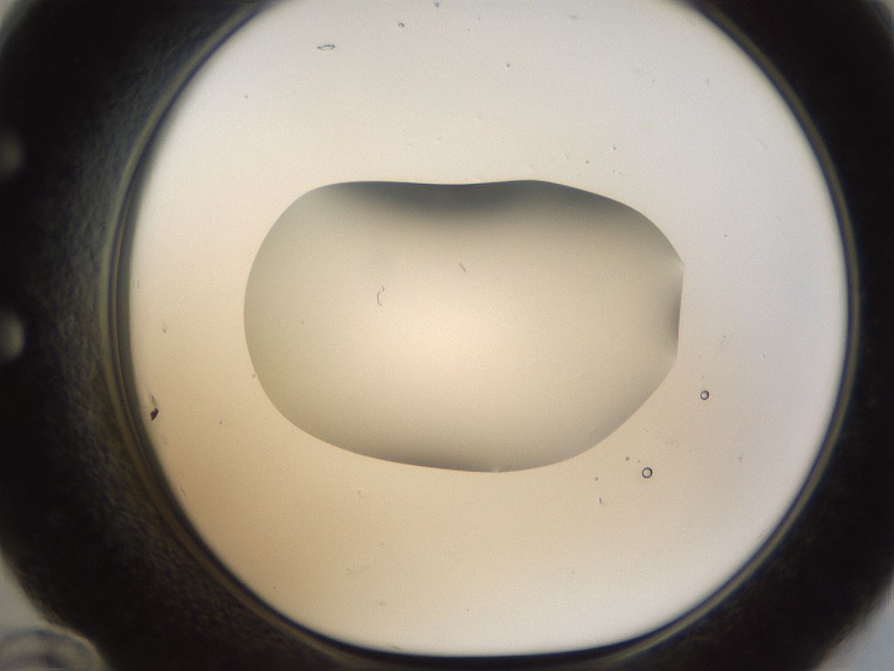 folderID159_plateID1159_batchID3197_wellNum60_profileID1_d1_r61973_ef.jpg