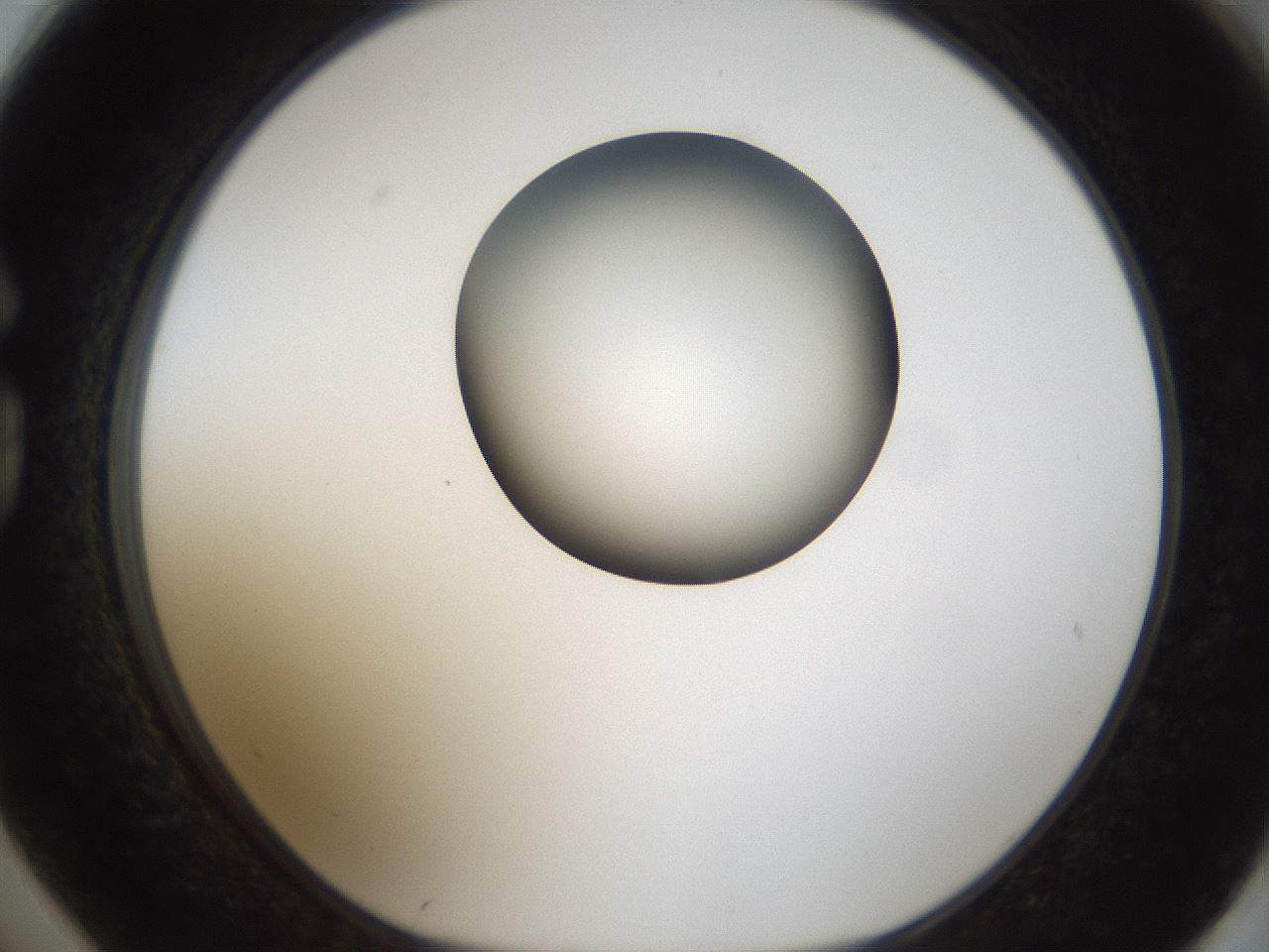 folderID159_plateID1159_batchID3197_wellNum74_profileID1_d1_r62001_ef.jpg