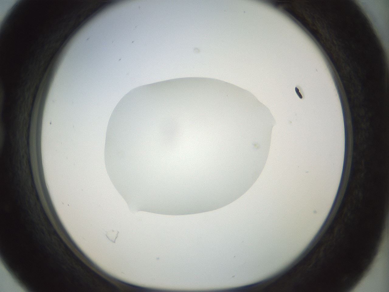 folderID15_plateID1015_batchID1886_wellNum16_profileID1_d1_r42995_ef.jpg