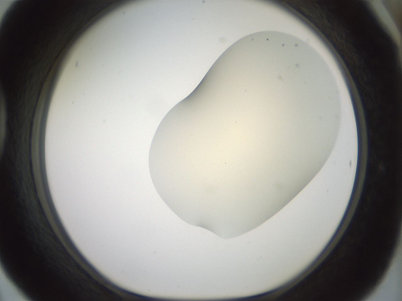 folderID15_plateID2015_batchID8963_wellNum42_profileID1_d1_r135548_ef.jpg