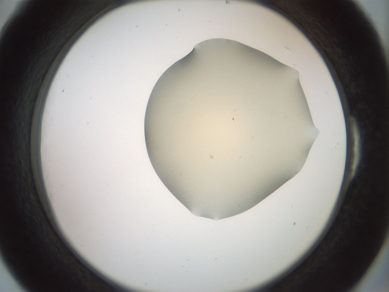 folderID15_plateID2015_batchID8963_wellNum54_profileID1_d2_r135573_ef.jpg