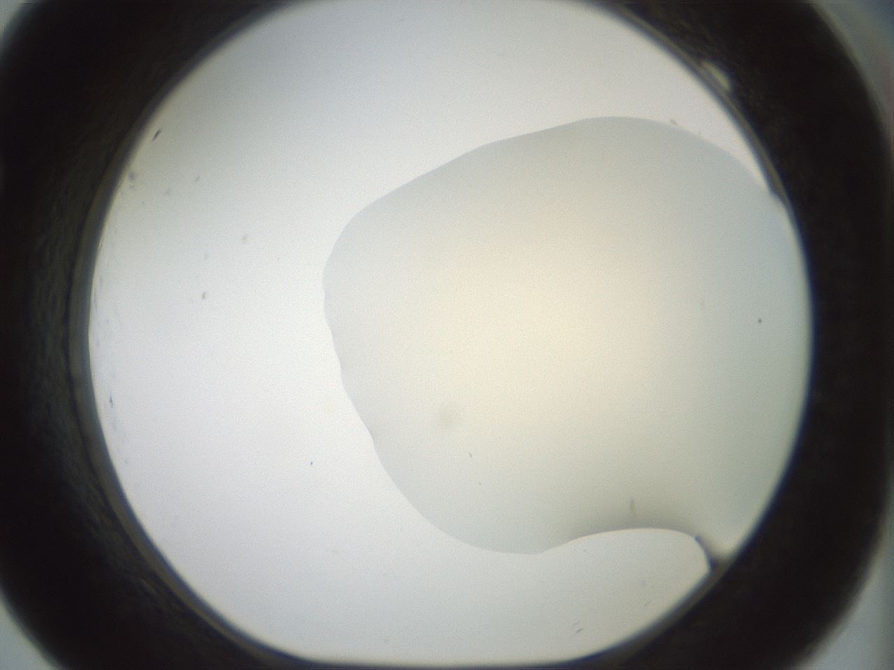 folderID15_plateID2015_batchID8963_wellNum69_profileID1_d1_r135602_ef.jpg