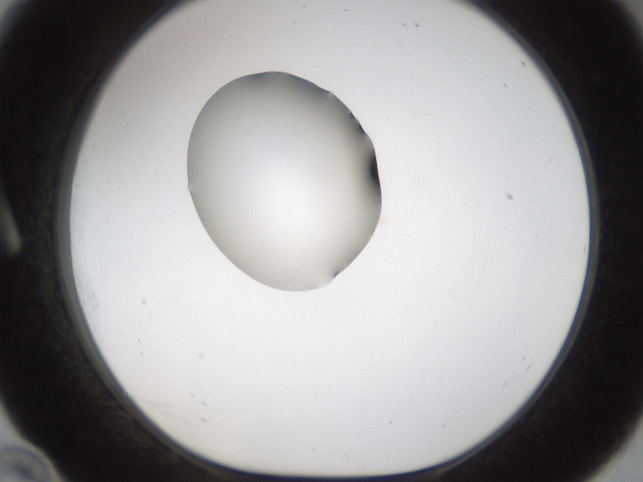 folderID160_plateID1160_batchID3204_wellNum10_profileID1_d1_r62257_ef.jpg