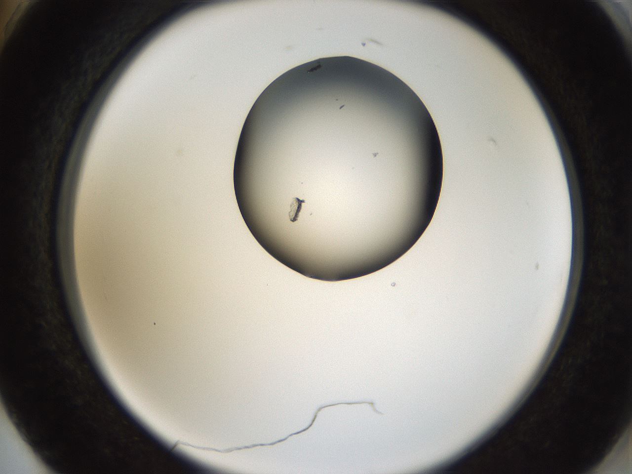 folderID159_plateID1159_batchID3197_wellNum74_profileID1_d2_r62002_ef.jpg