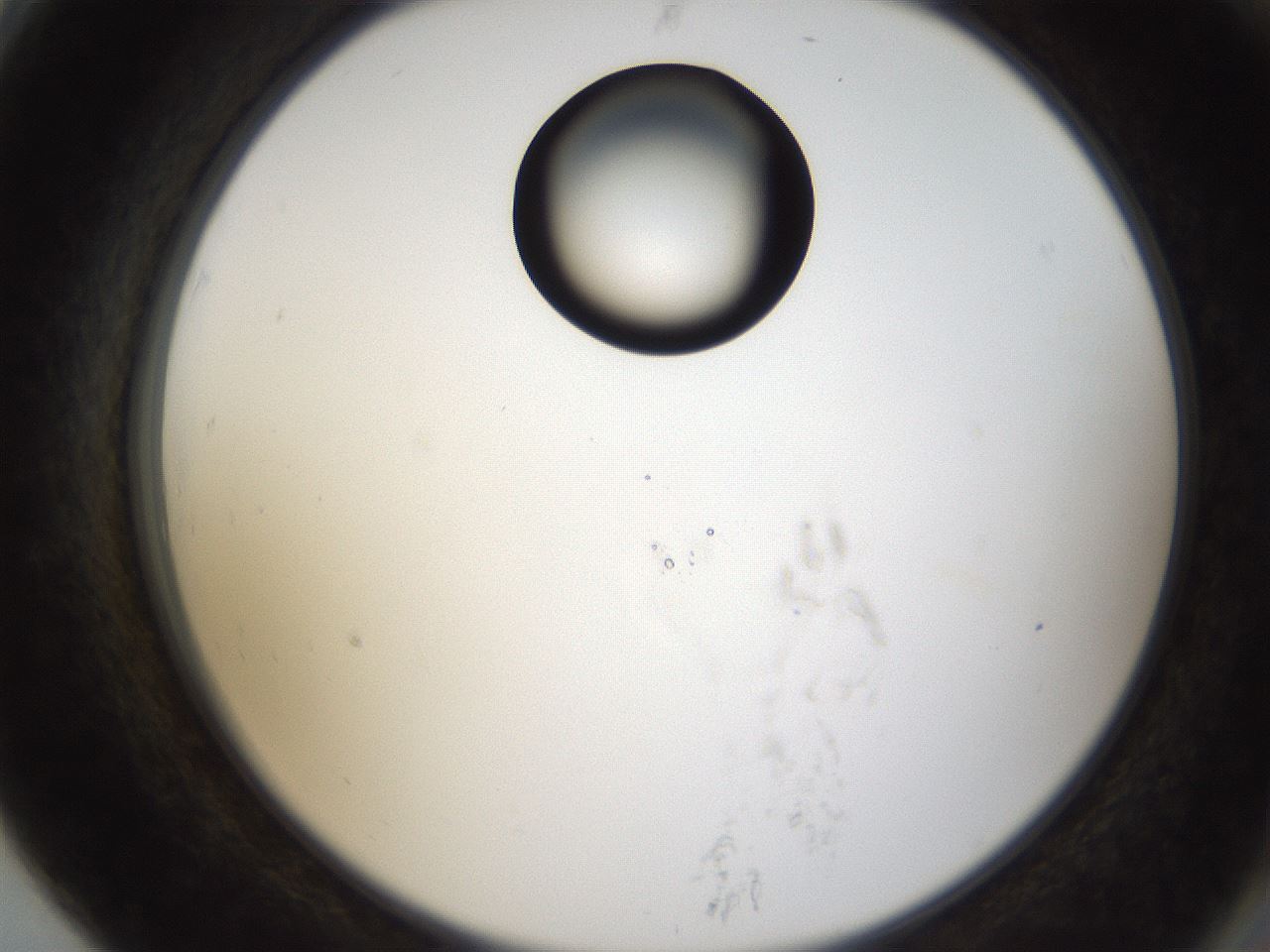 folderID159_plateID1159_batchID3197_wellNum79_profileID1_d2_r62012_ef.jpg
