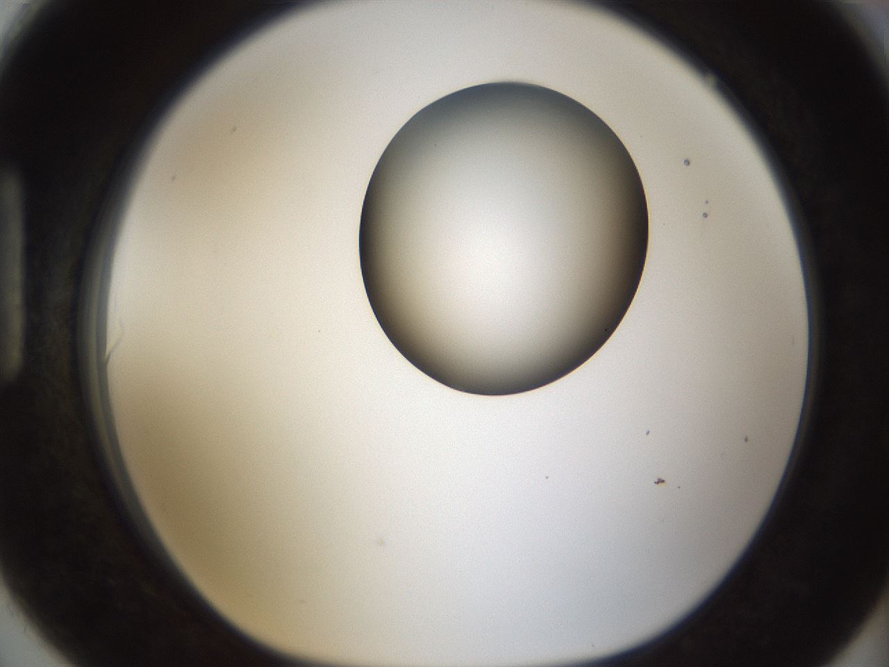 folderID159_plateID1159_batchID3197_wellNum90_profileID1_d1_r62033_ef.jpg