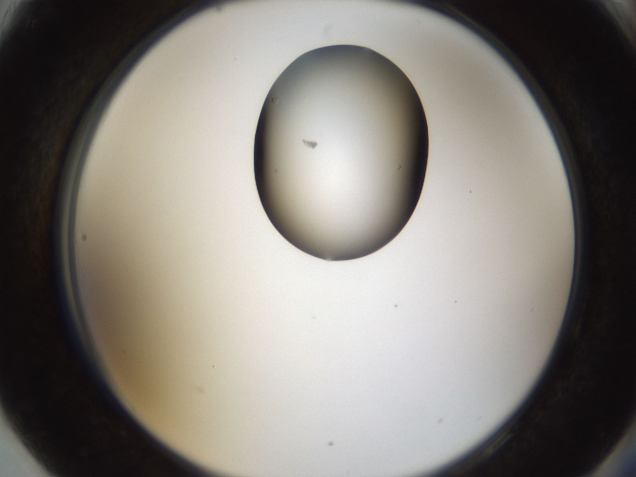 folderID159_plateID1159_batchID3197_wellNum90_profileID1_d2_r62034_ef.jpg