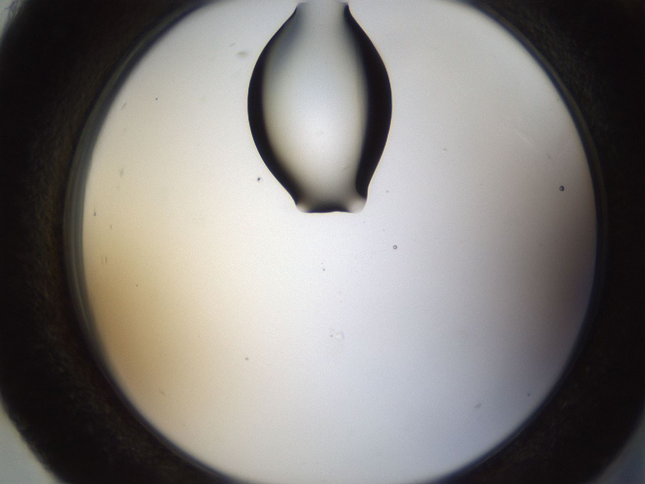 folderID159_plateID1159_batchID3197_wellNum93_profileID1_d2_r62040_ef.jpg