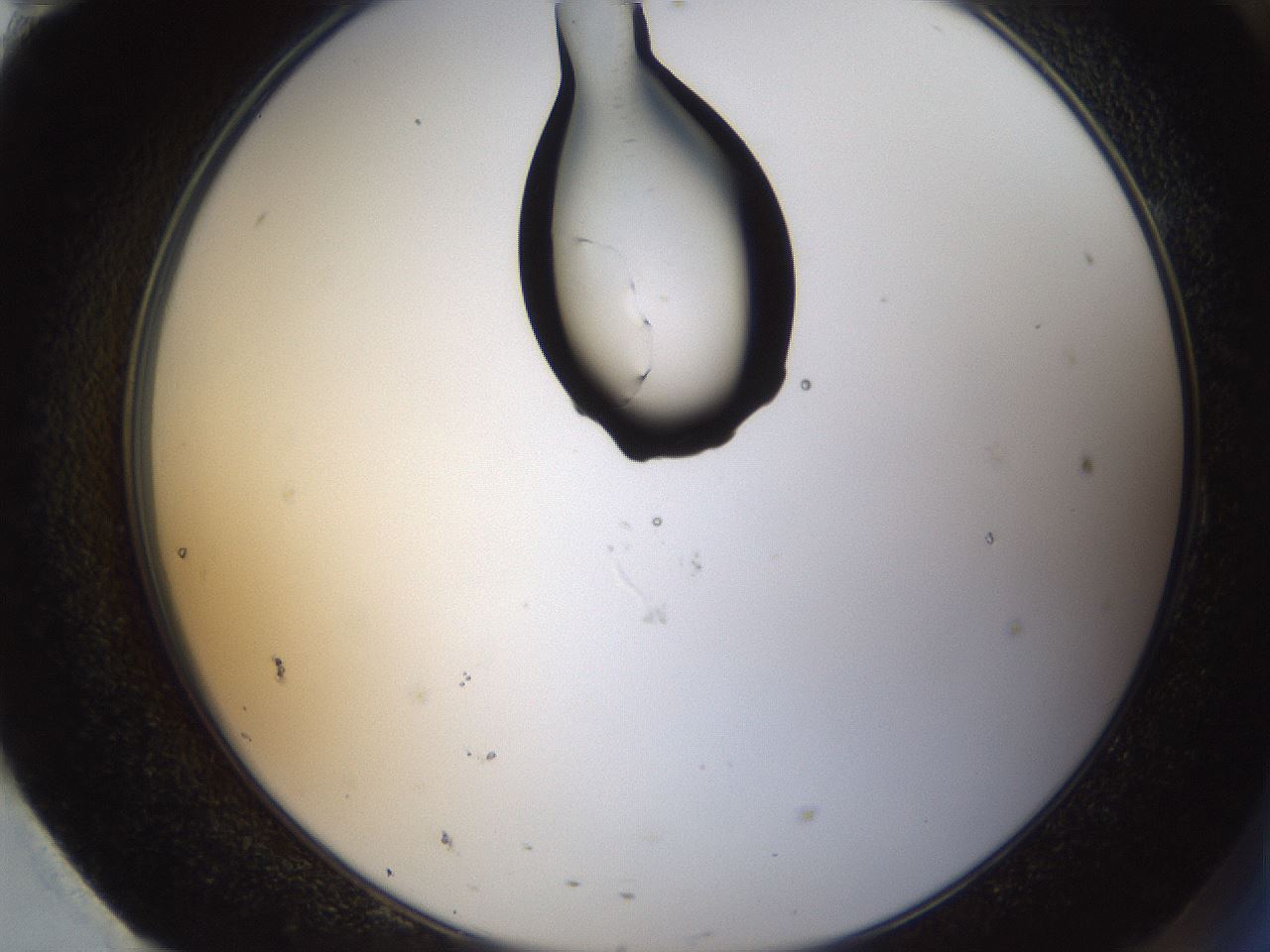 folderID159_plateID1159_batchID3197_wellNum95_profileID1_d2_r62044_ef.jpg