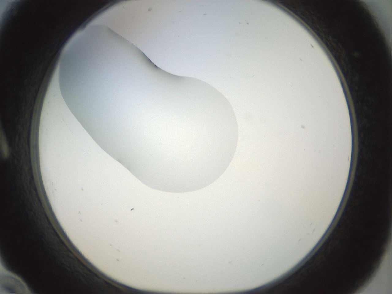 folderID15_plateID1015_batchID1886_wellNum10_profileID1_d1_r42989_ef.jpg