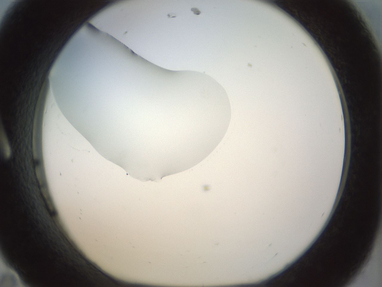folderID15_plateID1015_batchID1886_wellNum11_profileID1_d1_r42990_ef.jpg