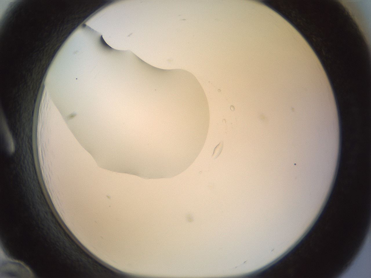 folderID15_plateID1015_batchID1886_wellNum12_profileID1_d1_r42991_ef.jpg