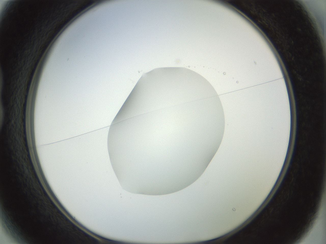 folderID15_plateID1015_batchID1886_wellNum13_profileID1_d1_r42992_ef.jpg