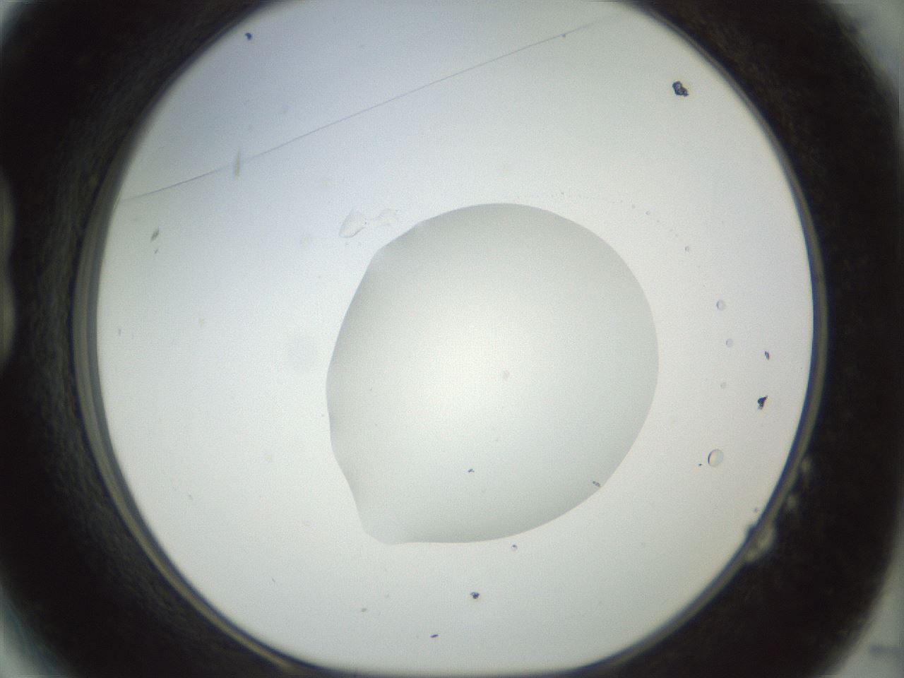 folderID15_plateID1015_batchID1886_wellNum14_profileID1_d1_r42993_ef.jpg