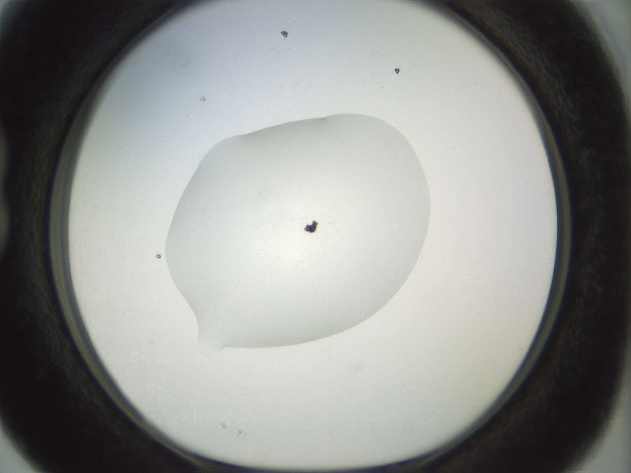 folderID15_plateID1015_batchID1886_wellNum15_profileID1_d1_r42994_ef.jpg