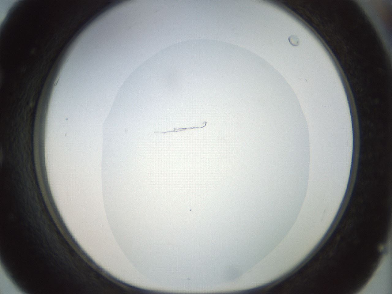 folderID15_plateID1015_batchID1886_wellNum51_profileID1_d1_r43030_ef.jpg
