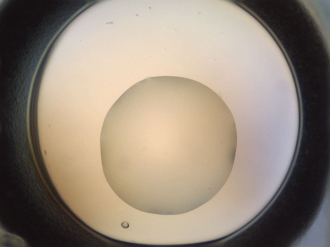 folderID15_plateID1015_batchID1886_wellNum60_profileID1_d1_r43039_ef.jpg