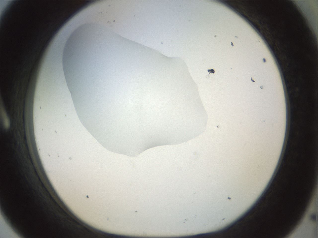 folderID15_plateID1015_batchID1886_wellNum8_profileID1_d1_r42987_ef.jpg