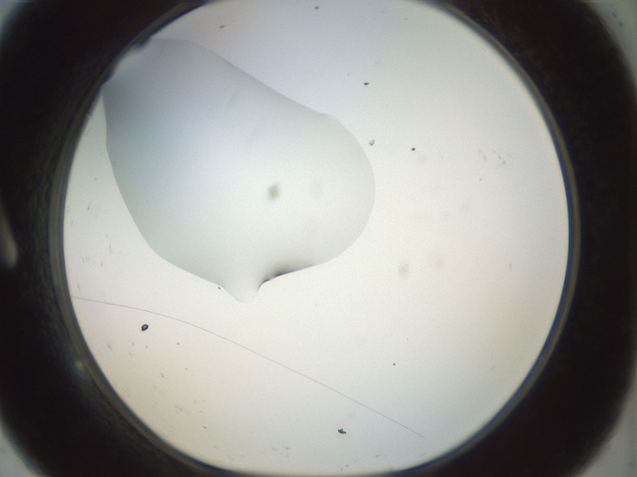 folderID15_plateID1015_batchID1886_wellNum9_profileID1_d1_r42988_ef.jpg
