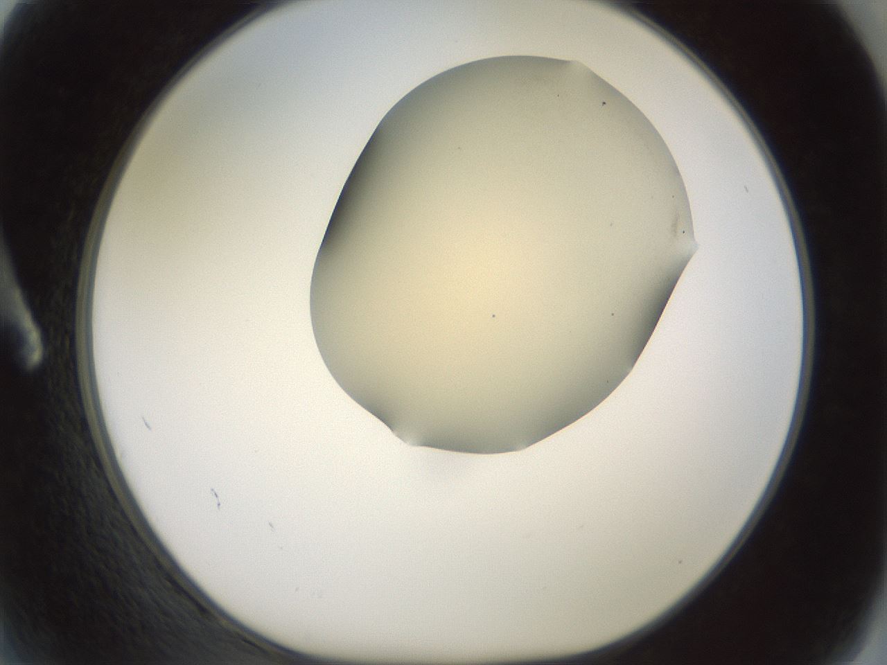 folderID15_plateID2015_batchID8963_wellNum2_profileID1_d1_r135468_ef.jpg