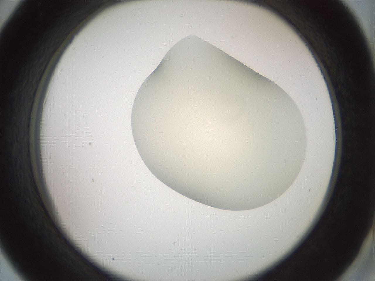 folderID15_plateID2015_batchID8963_wellNum42_profileID1_d2_r135549_ef.jpg
