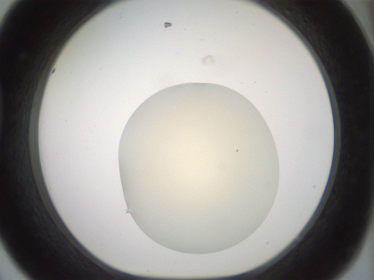 folderID15_plateID2015_batchID8963_wellNum44_profileID1_d1_r135552_ef.jpg