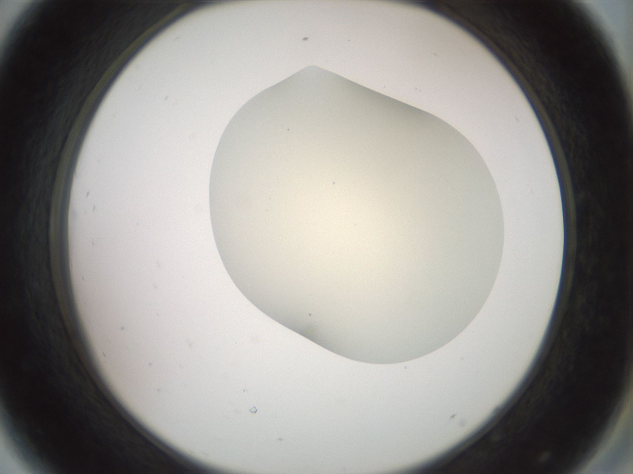 folderID15_plateID2015_batchID8963_wellNum44_profileID1_d2_r135553_ef.jpg