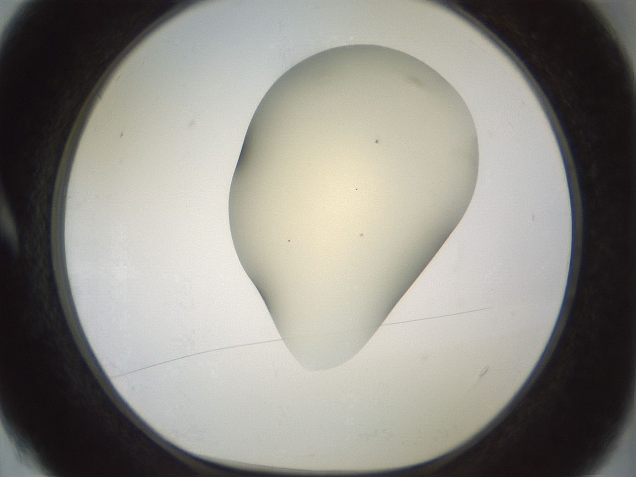 folderID15_plateID2015_batchID8963_wellNum4_profileID1_d1_r135472_ef.jpg