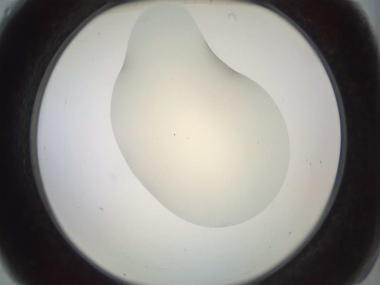 folderID15_plateID2015_batchID8963_wellNum4_profileID1_d2_r135473_ef.jpg