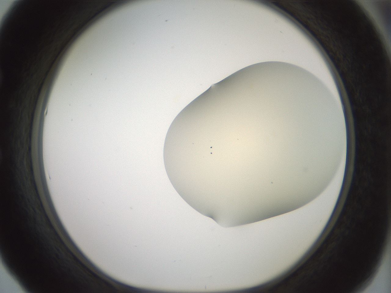 folderID15_plateID2015_batchID8963_wellNum53_profileID1_d1_r135570_ef.jpg