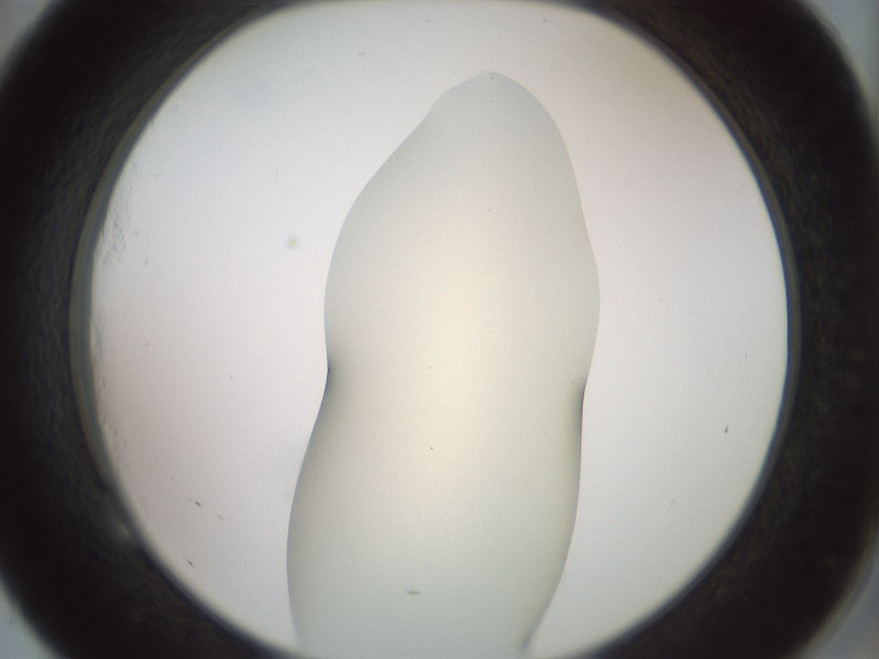 folderID15_plateID2015_batchID8963_wellNum53_profileID1_d2_r135571_ef.jpg