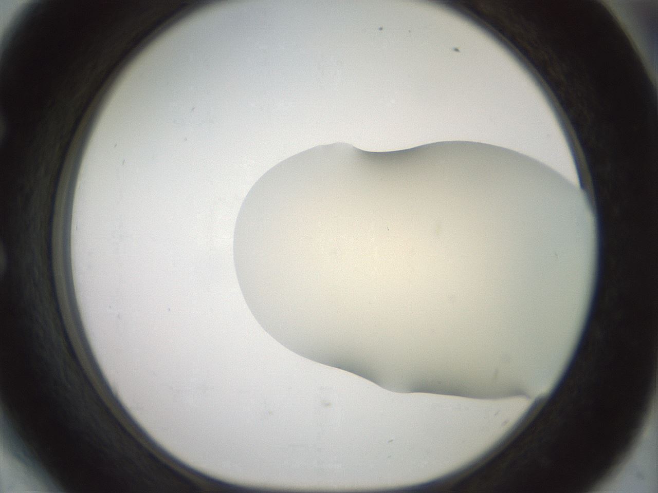 folderID15_plateID2015_batchID8963_wellNum54_profileID1_d1_r135572_ef.jpg