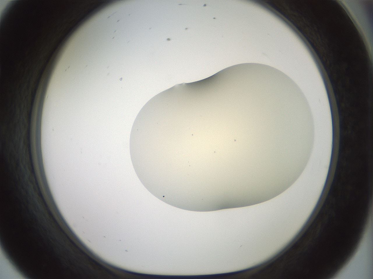 folderID15_plateID2015_batchID8963_wellNum56_profileID1_d1_r135576_ef.jpg