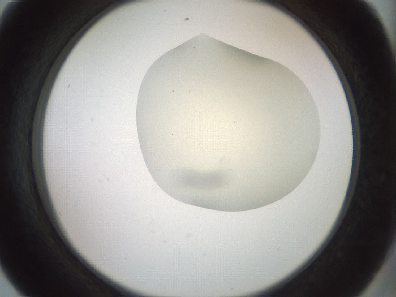 folderID15_plateID2015_batchID8963_wellNum56_profileID1_d2_r135577_ef.jpg