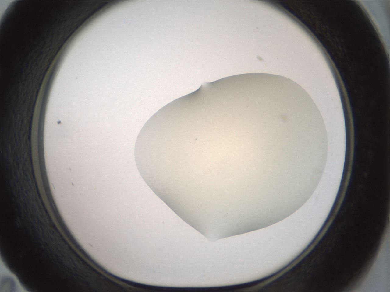 folderID15_plateID2015_batchID8963_wellNum59_profileID1_d1_r135582_ef.jpg