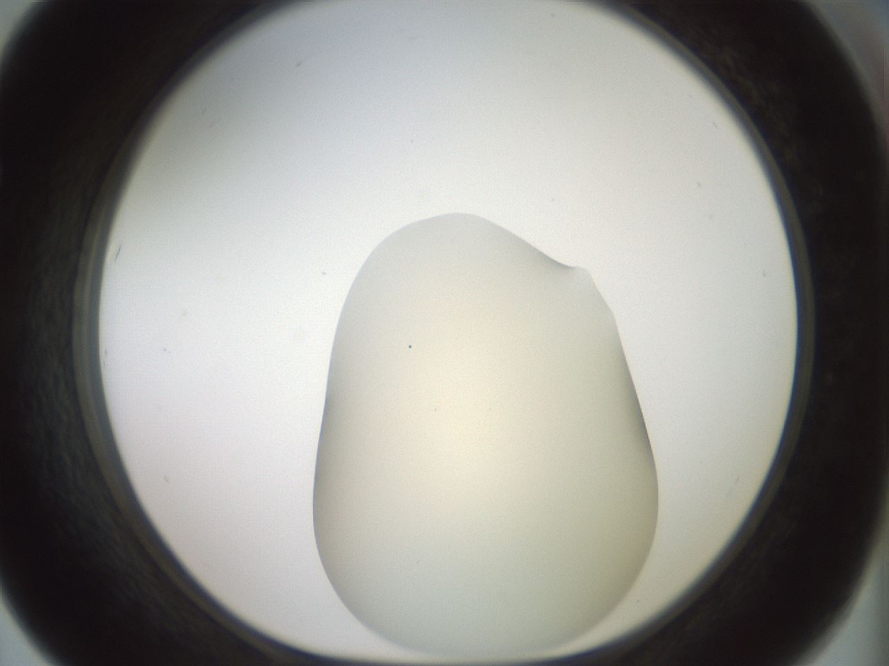 folderID15_plateID2015_batchID8963_wellNum67_profileID1_d1_r135598_ef.jpg