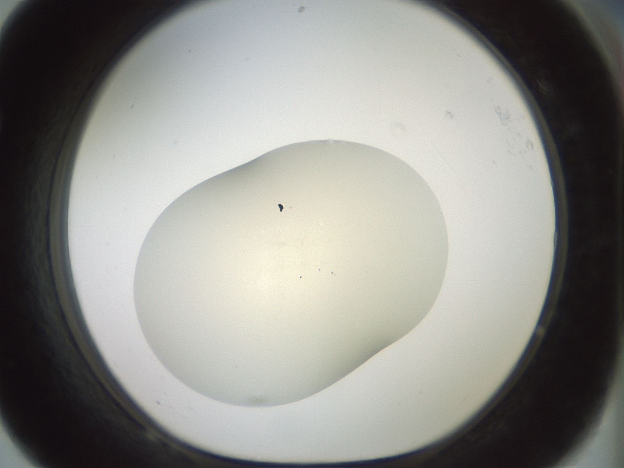 folderID15_plateID2015_batchID8963_wellNum68_profileID1_d1_r135600_ef.jpg