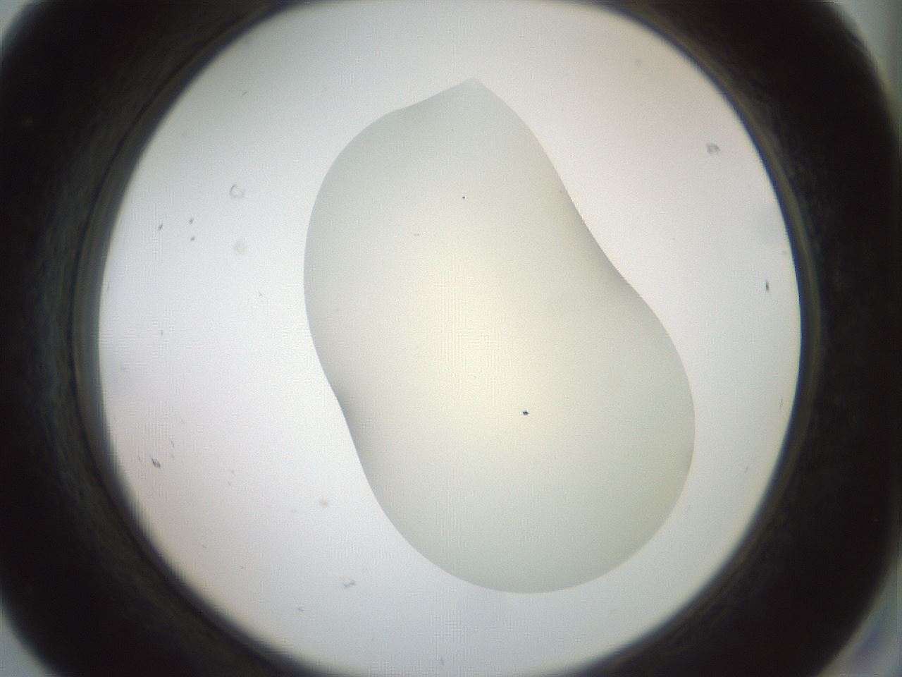 folderID15_plateID2015_batchID8963_wellNum68_profileID1_d2_r135601_ef.jpg