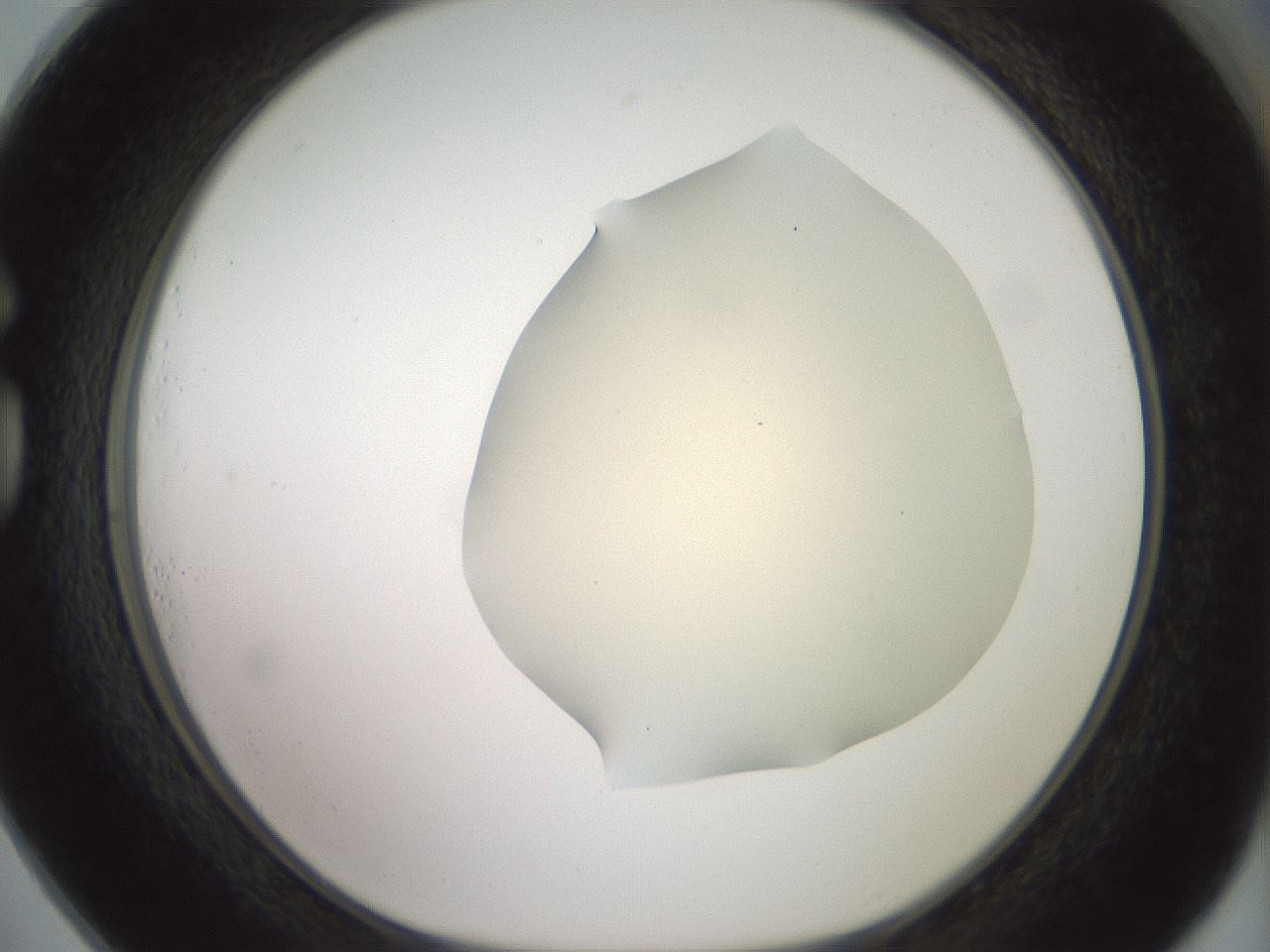folderID15_plateID2015_batchID8963_wellNum73_profileID1_d1_r135610_ef.jpg