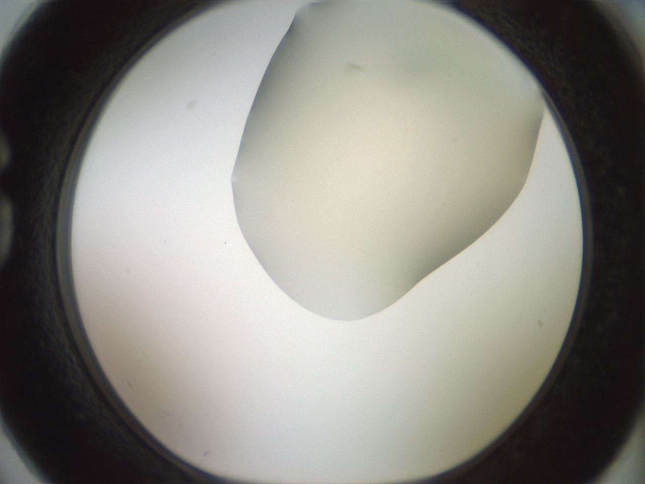 folderID15_plateID2015_batchID8963_wellNum74_profileID1_d1_r135612_ef.jpg